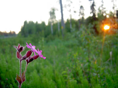 Midsommar-05