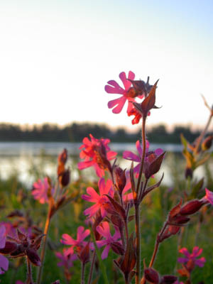 Midsommar-10